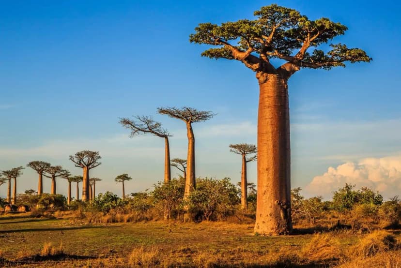 Africa - photo 7