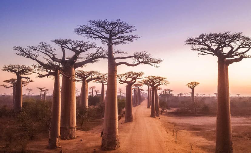 Madagascar - photo 1
