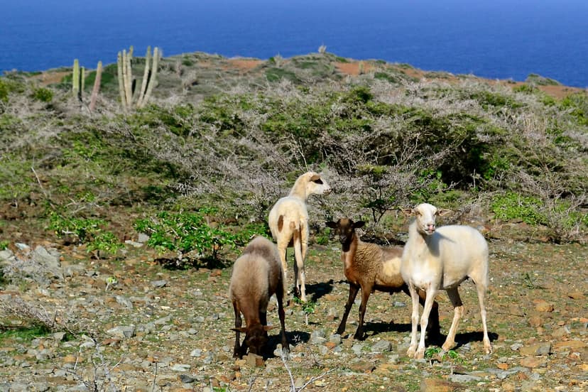 Chèvres parmi les cactus cierges sur la côte sauvage du parc national Arikok, Aruba
