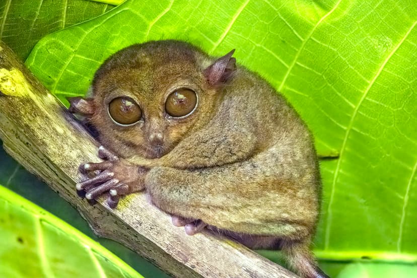 Tarsier des Philippines aux grands yeux, posé sur une branche devant une feuille verte, Bohol