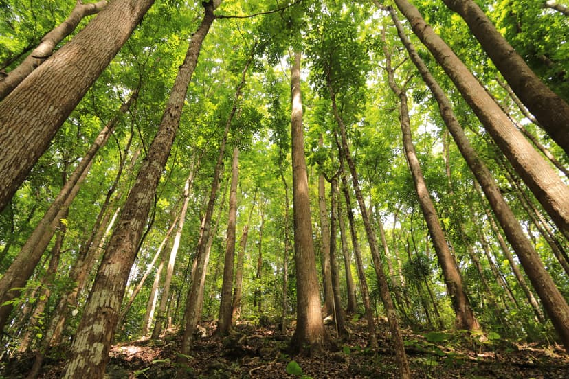 Hauts troncs d'acajous vus en contre-plongée dans la forêt plantée de Bilar, Bohol