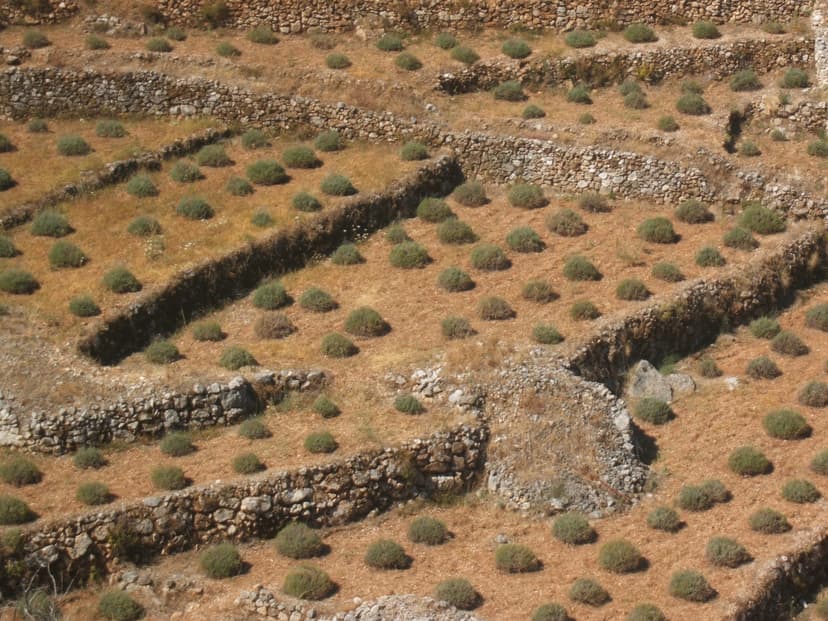 Rows of lavender bushes between dry stone walls on the terraces of Hvar island