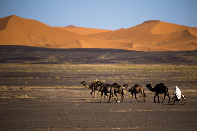 Cameleer on a bicycle leading dromedaries across the stony hamada below the Merzouga dunes