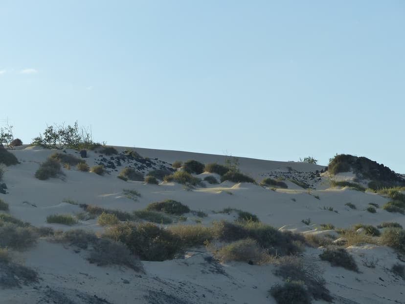 Dunes de sable clair et touffes de végétation en fin de journée, parc naturel de Corralejo