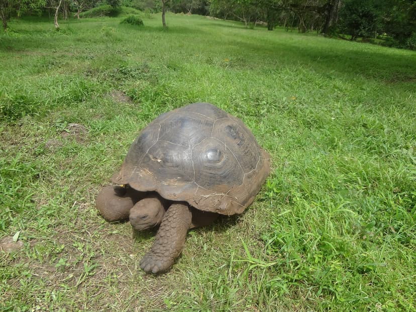 Tortue géante broutant en liberté dans les prairies de la réserve El Chato, île Santa Cruz