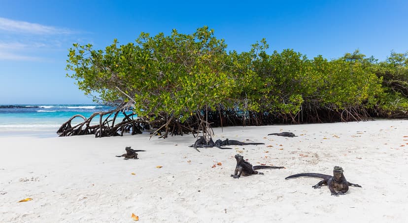 Iguanes marins au repos sur le sable blanc devant les palétuviers de Bahía Tortuga, Santa Cruz