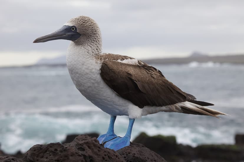 Fou à pattes bleues posé sur un rocher de lave face à l'océan, île Santa Cruz