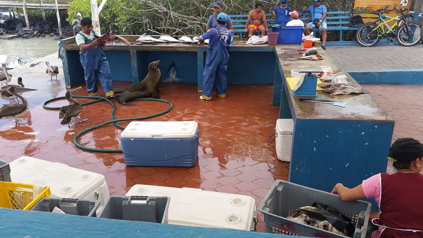 Pêcheurs préparant leur pêche sous l'œil d'une otarie au marché aux poissons de Puerto Ayora
