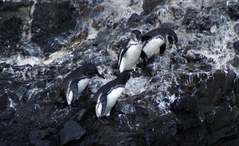 Manchots des Galápagos sur les rochers de lave battus par les vagues, Tagus Cove, Isabela