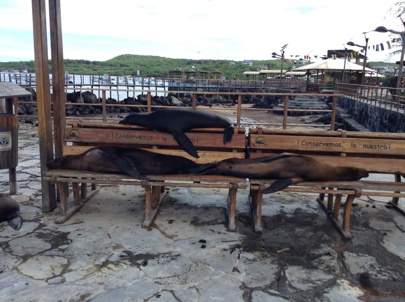 Otaries endormies sur les bancs du front de mer de Puerto Baquerizo Moreno, San Cristóbal