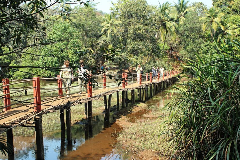 Visiteurs sur une passerelle en bois au coeur d'une plantation d'épices de l'arrière-pays de Goa