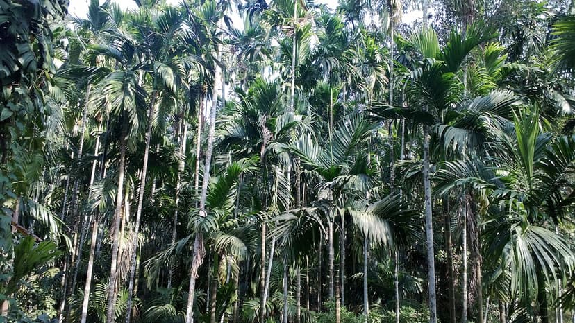 Futaie de palmiers aréquiers dans une plantation d'épices de la région de Ponda, Goa