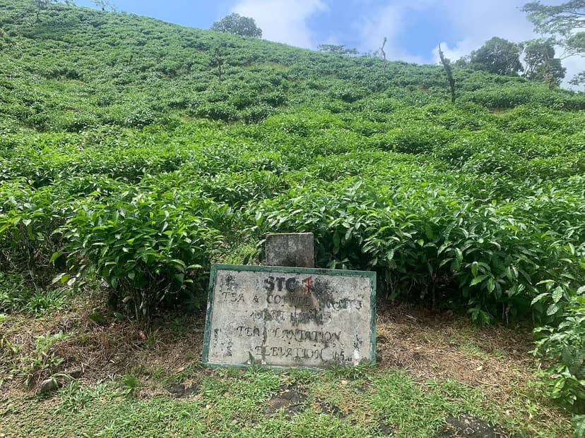 Rows of tea bushes on the slopes of Morne Seychellois National Park, Sans Souci road, Mahé