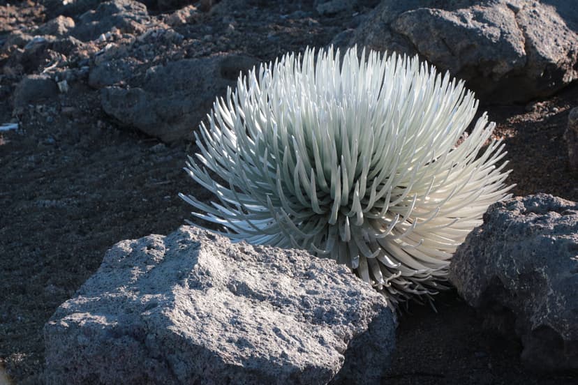 Endemic Haleakalā silversword growing on volcanic cinders near the summit of Haleakalā, Maui