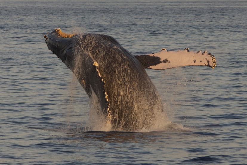Humpback whale breaching off the coast of Maui during the winter whale season