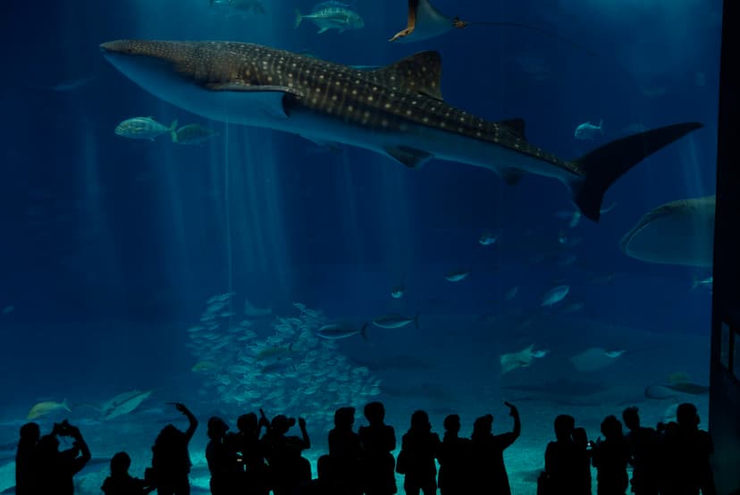 Whale shark and rays in the main tank of Churaumi Aquarium, Motobu