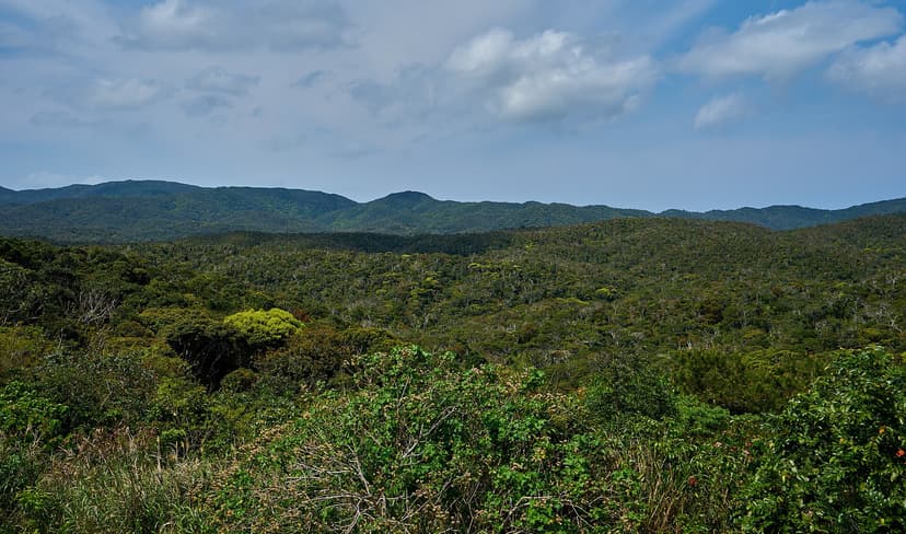 Subtropical Yanbaru forest in the north of Okinawa's main island