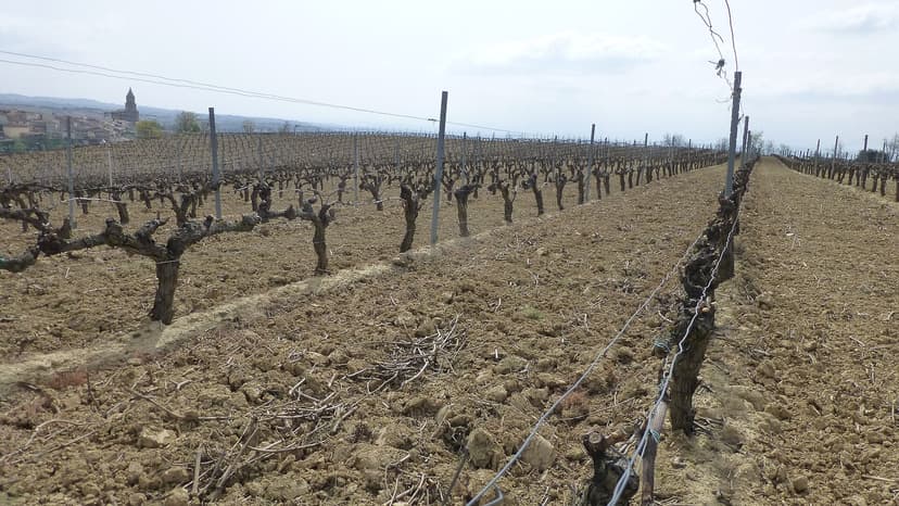 Rioja Alavesa vineyards around Laguardia